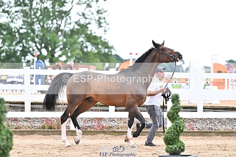 240718A-105328-02052 - Trot Up 2pm to 3pm - This folder is not in time order