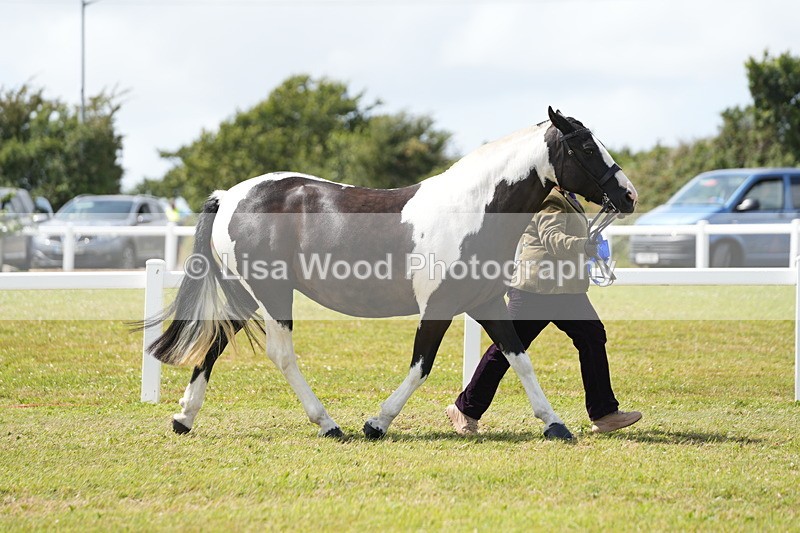 DSC06991 - Class 60: Coloured Pony 4yrs & over