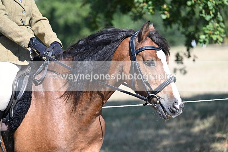 WJ7_3533 - Class 9 Mountain & Moorland Ridden