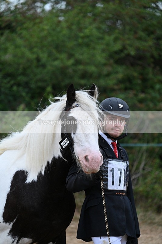 WJ7_9532 - Class 5 Most Handsome Gelding (up to 14.2hh)