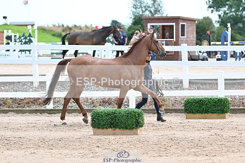 240717A-143009-02089 - Trot Up 2pm to 3pm - This folder is not in time order