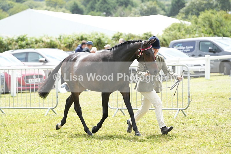DSC06123 - Class 54: Hunter/Riding Horse/Hack 1 & 2 yr olds