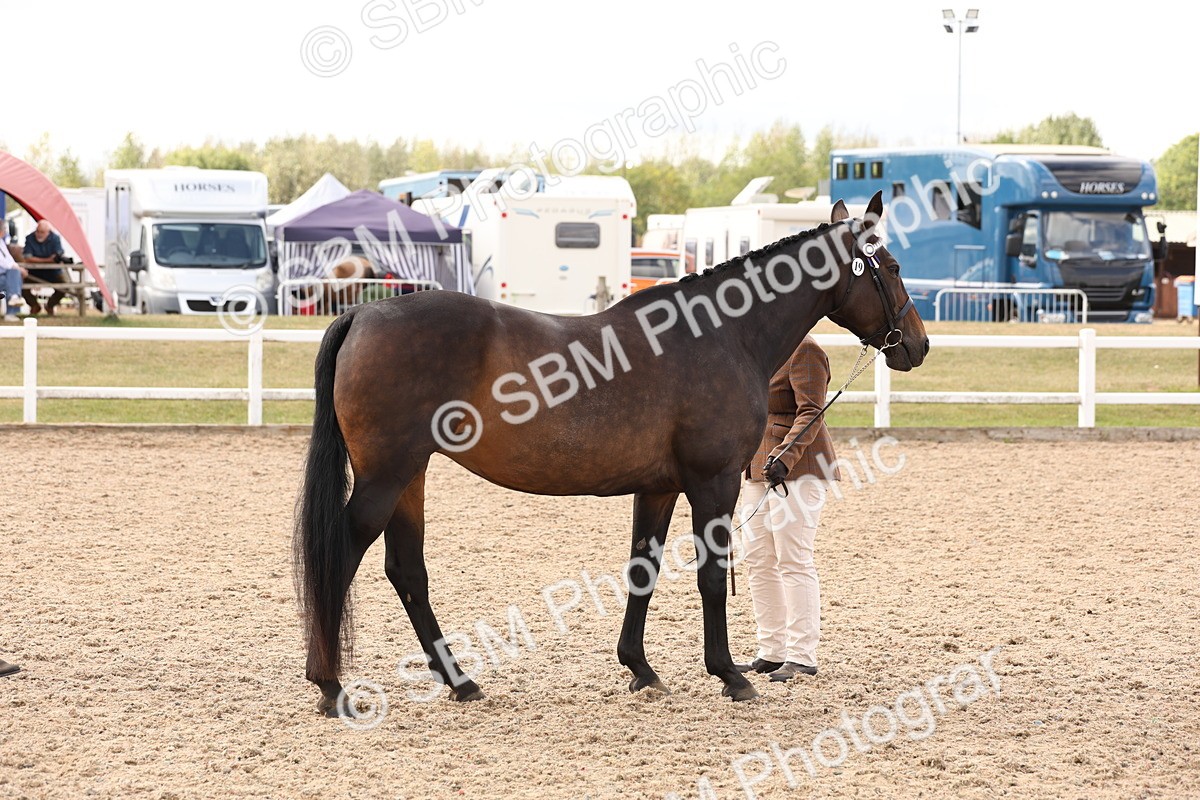 SBM_14710 - Class 208 - IH Veteran Horse