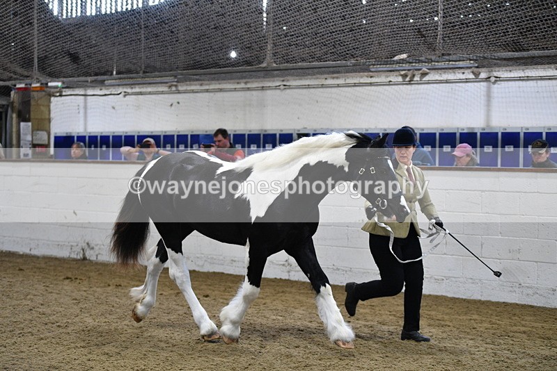 WJ5_3444 - Class 1 Youngstock