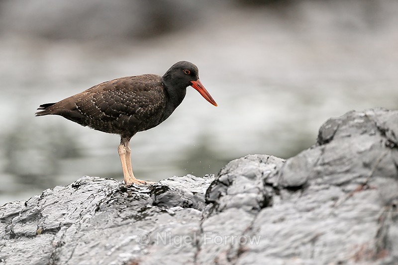 Blackish Oystercatcher (juvenile) standing still, Chanaral Island - Blackish Oystercatcher