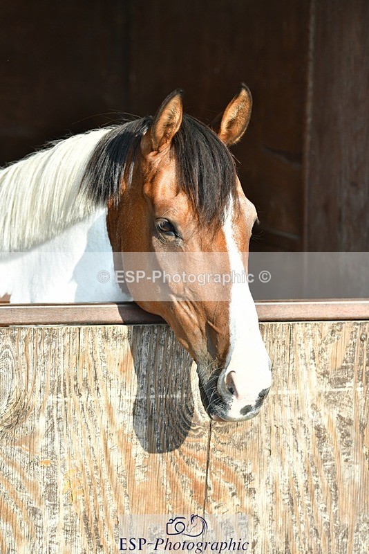 230817-082759-02390 - Stable Shots