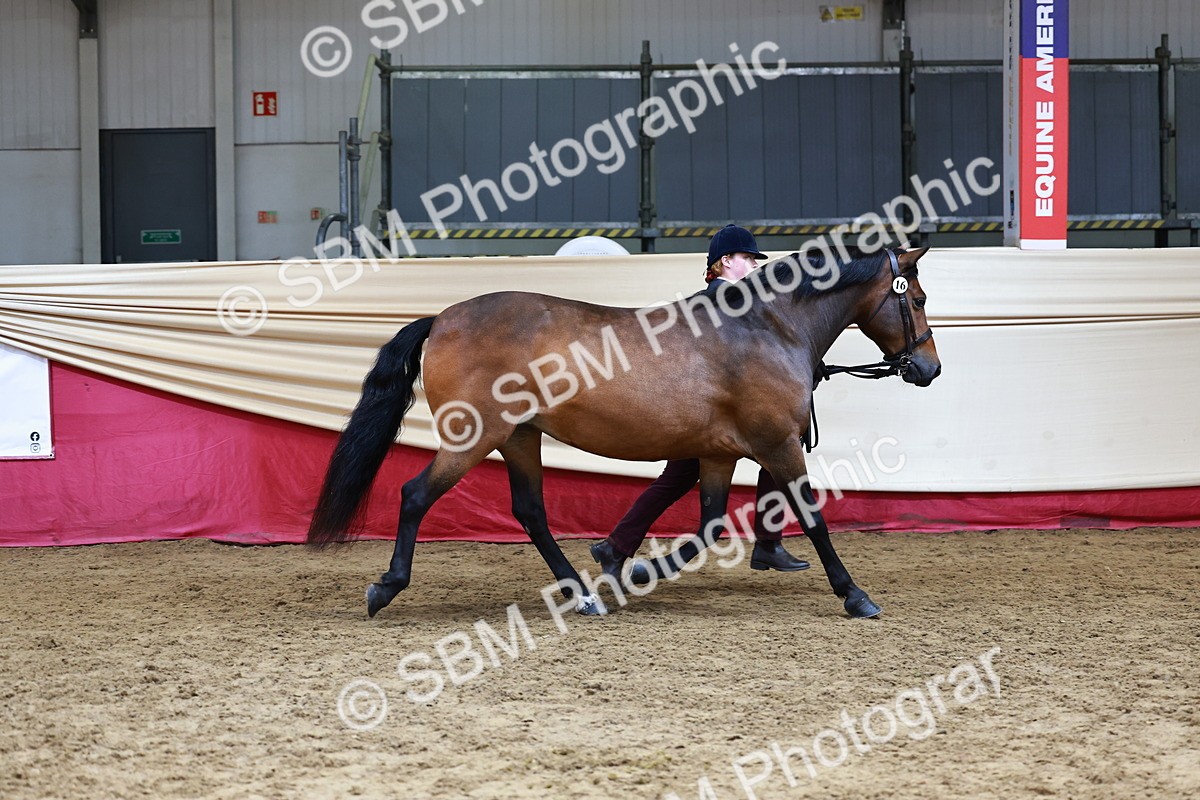 SBM_23162 - Class 903 - Supreme Final - IH Pre Vet