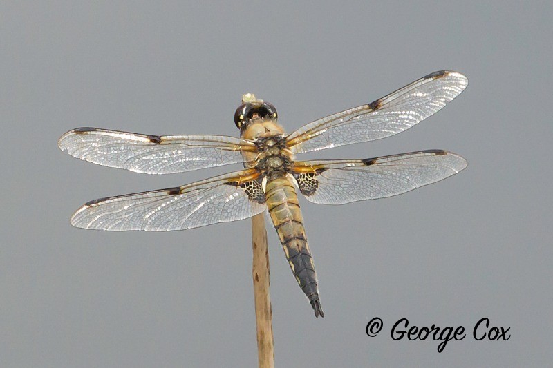 Four Spotted Chaser Pleasley Derbyshire 26th July 2014 - Dragonflies