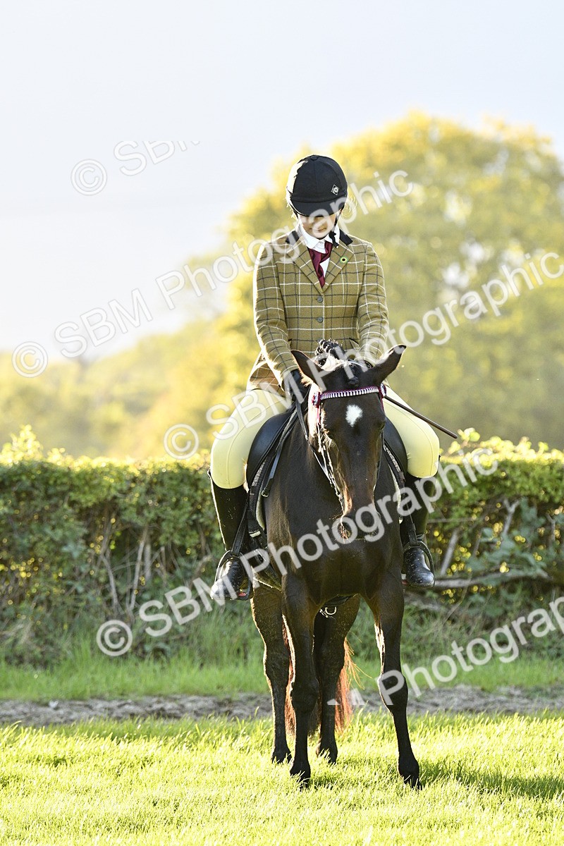 SBM_53586 - S14 - Riding Club Horse