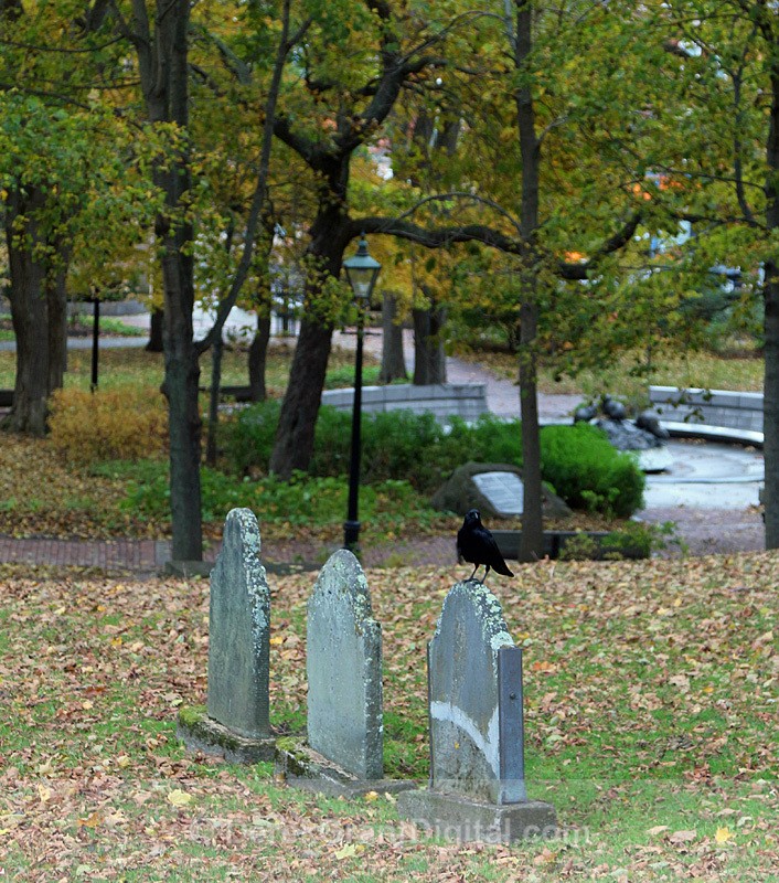 Loyalist Burial Grounds Crow on Tombstone - Churches of New Brunswick