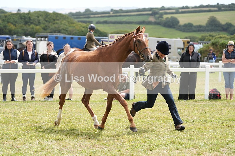 DSC06055 - Class 54: Hunter/Riding Horse/Hack 1 & 2 yr olds