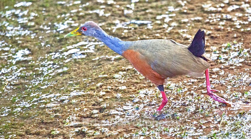 IMG_3942 Blue Necked Wood Rail, Costa Rica - Costa Rican Wildlife