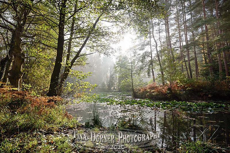 'As Dawn goes down to day' Autumn Forest of Dean. Tina Dorner Photography