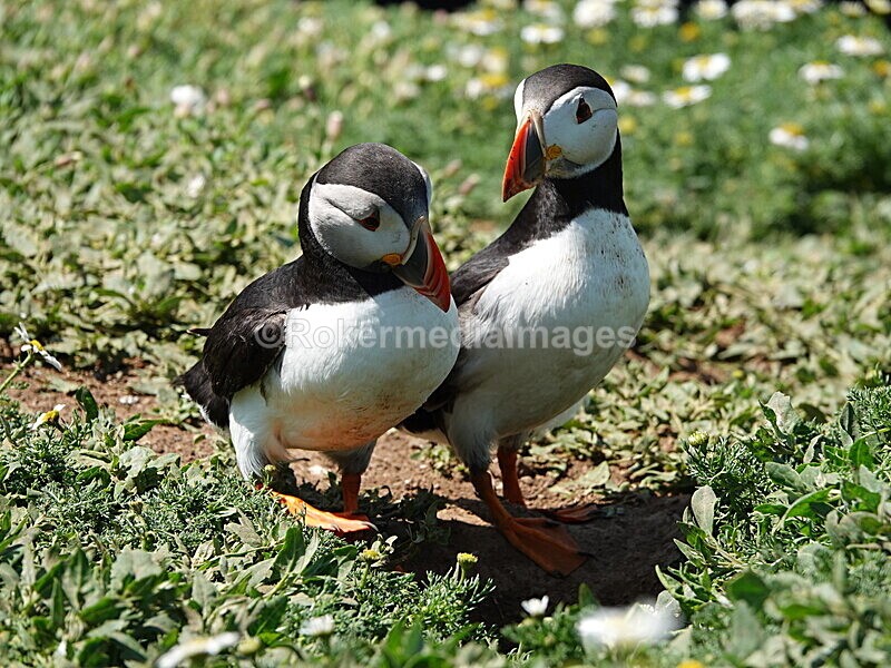 DSC00377 - Skomer 2019