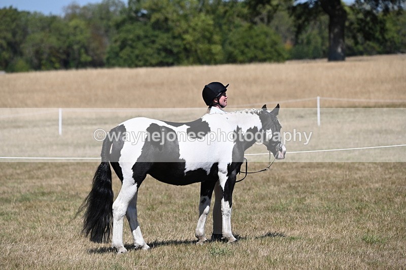 WJ6_8535 - Class 37b Best Loan Pony In-hand