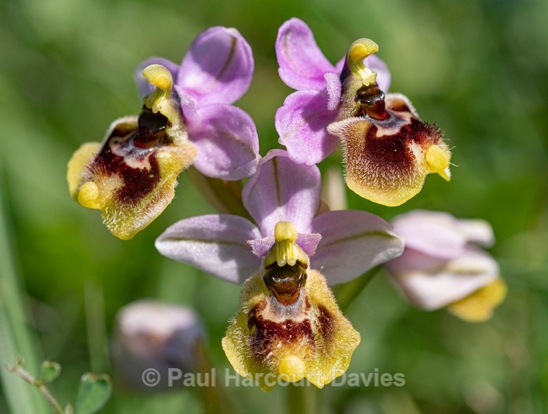 Sawfly Ophrys (Ophrys tenthredinifera). Illustrated is what is sometimes called ssp neglecta. - Gargano - Wild Orchids