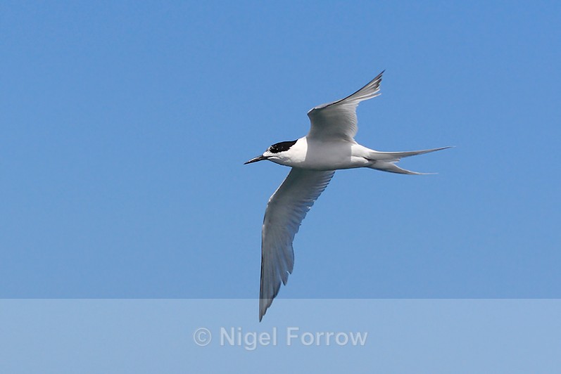 White-fronted Tern (adult) in flight, Kaikoura, New Zealand - White-fronted Tern