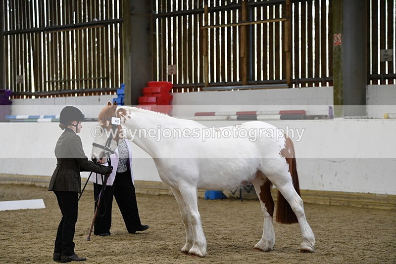 WJ5_5053 - Class 7 In hand coloured / odd coloured