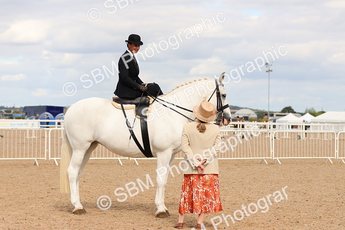 SBM_15909 - Class 216 - Best Side Saddle Horse-Pony