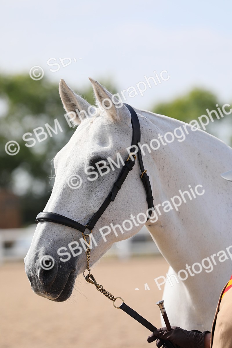 SBM_15743 - Class 312 IH Competition Horse/Pony