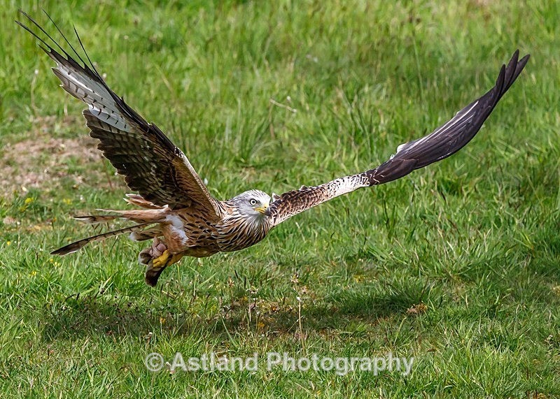Astland Photography, Bird and Wildlife Images, Susan and Peter Wilson, U.K.
