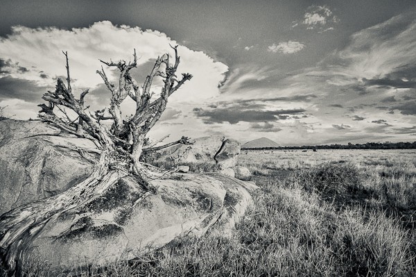 Dead Tree, Chyulu Hills, Kenya
