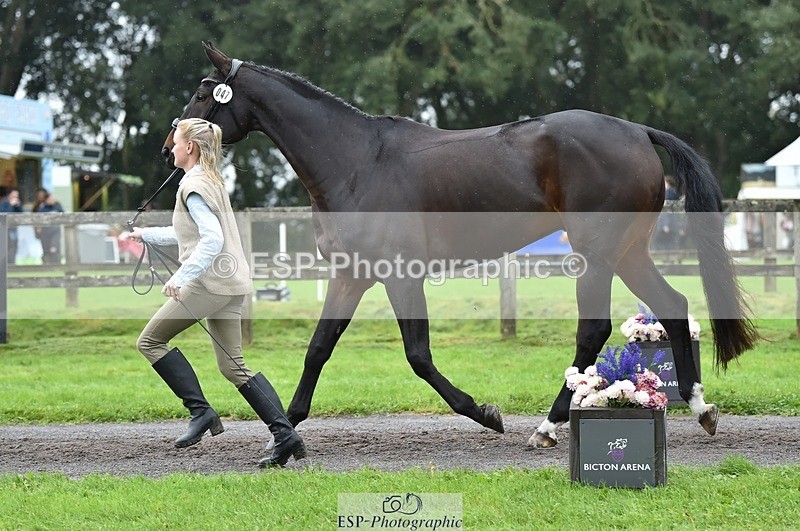 231018-124228-00466 - 047-FIREBALL.III-Oda.Christine.Lippestad-TrotUp