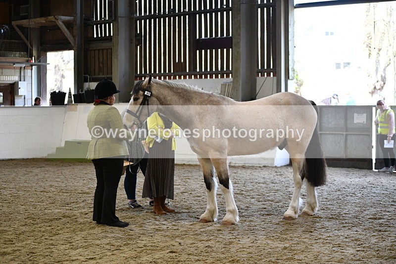 WJ5_4490 - Class 3 Part Bred In hand