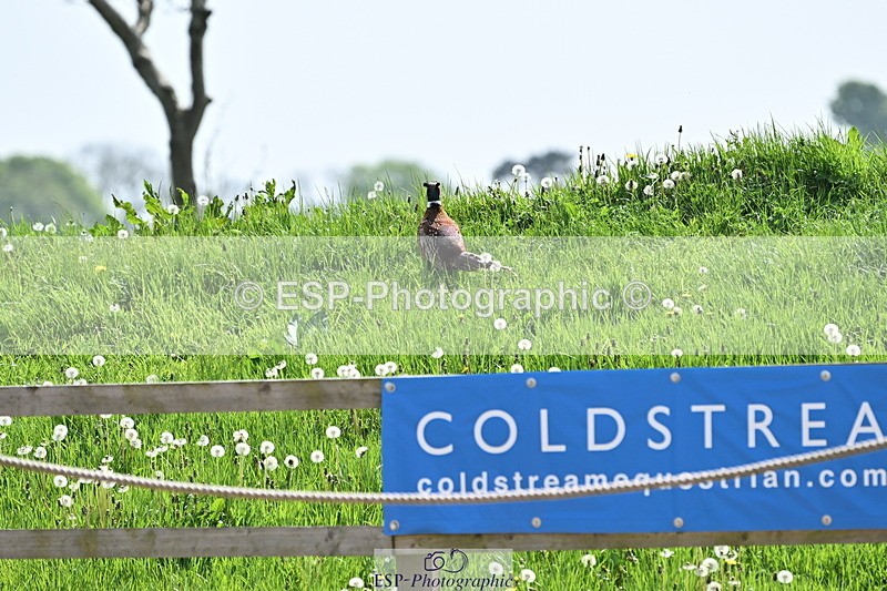 240510A-134144-07254 - Cls 23 Talent Seeker Inc 7yr old 13.15 to 14.10