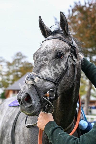 101025-Race 7-Sky Advocate-0636 - Race 7 PJ Staffing Group Apprentice Handicap at York