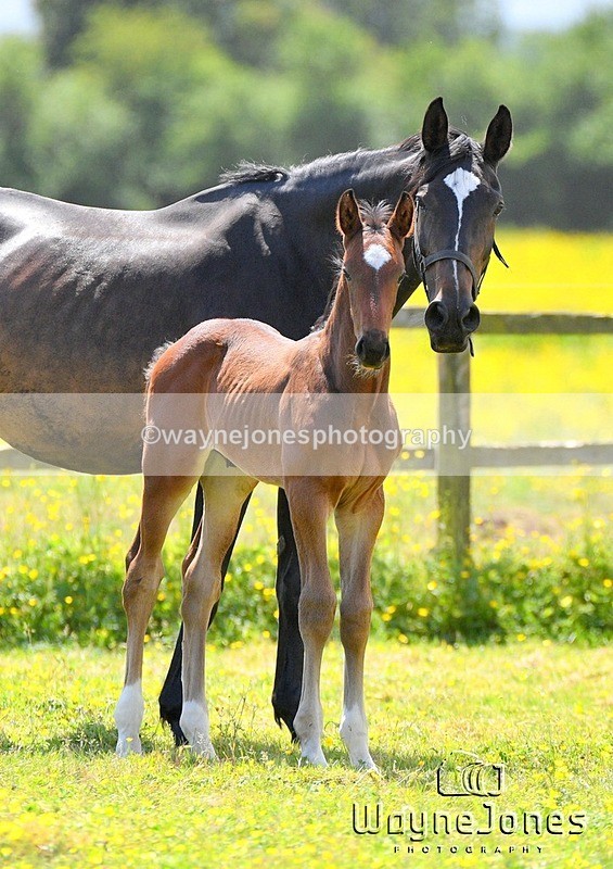 WJ5_4225 - Lyford Stud - Foals 01-06-25