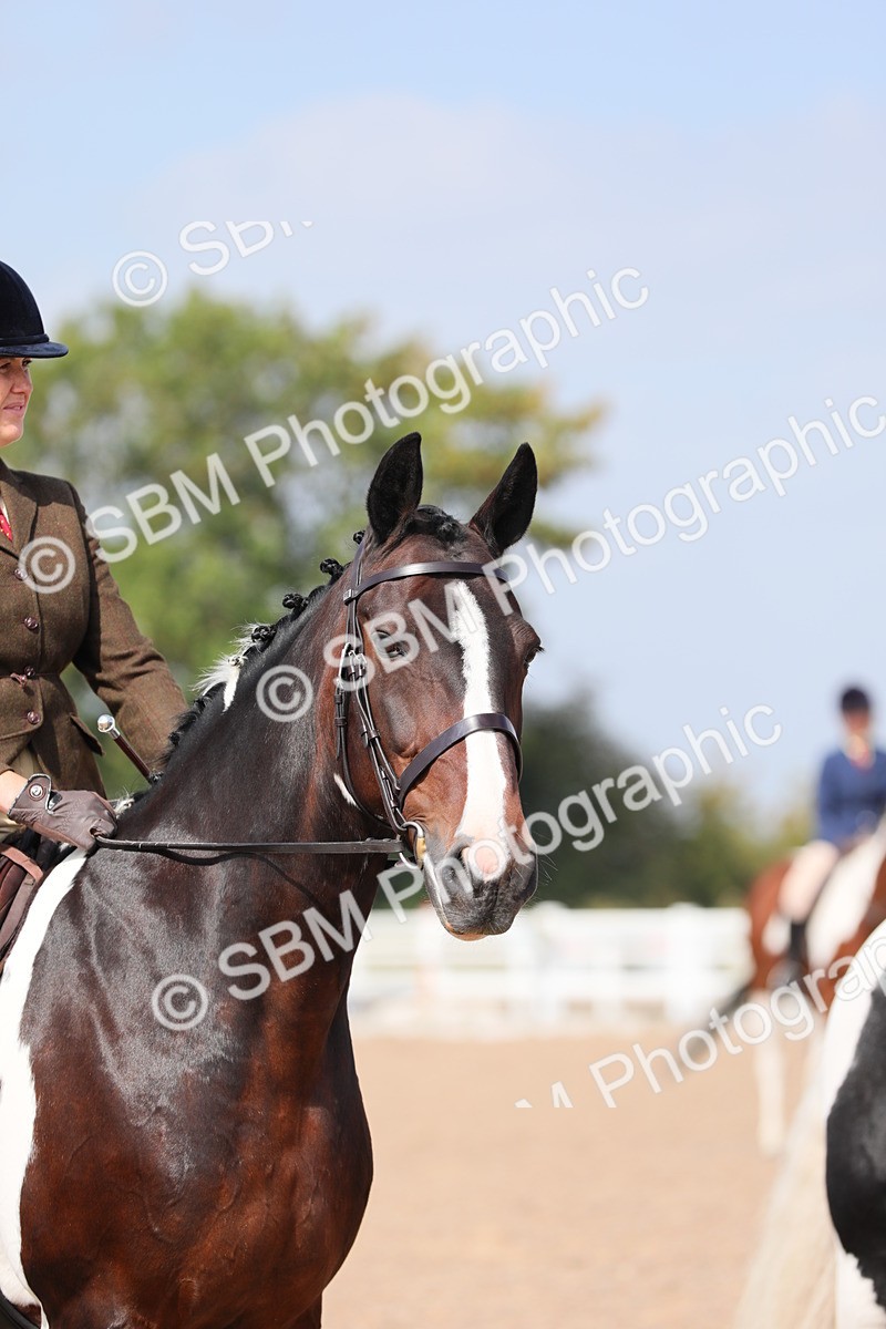 SBM_13508 - Class 308 Ridden Coloured Horse