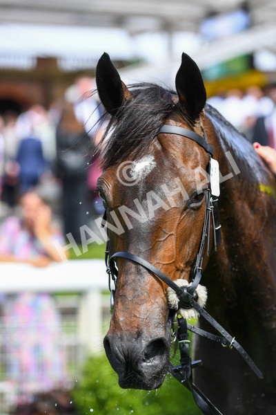 150723-Race 3-Pride of America-0389 - Race 3 3.10pm John Smith's Cup Handicap
