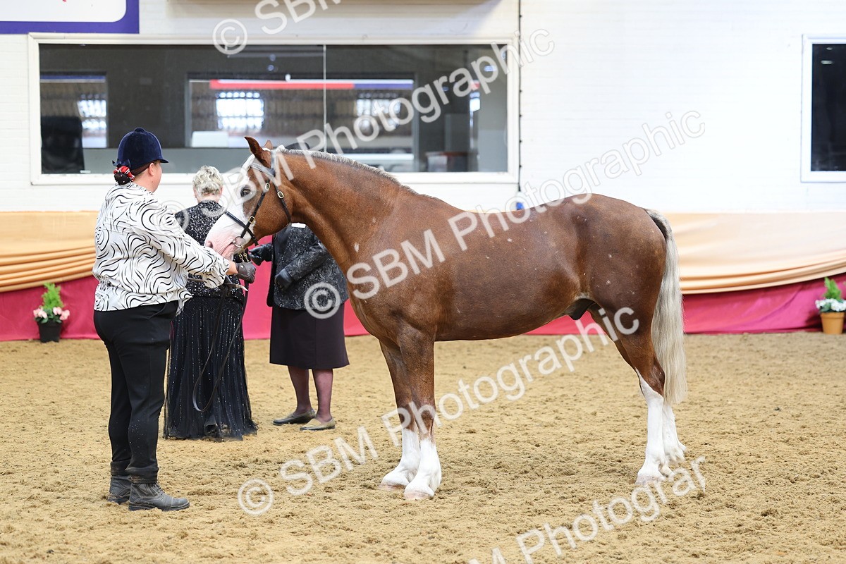 SBM_22907 - Class 903 - Supreme Final - IH Pre Vet