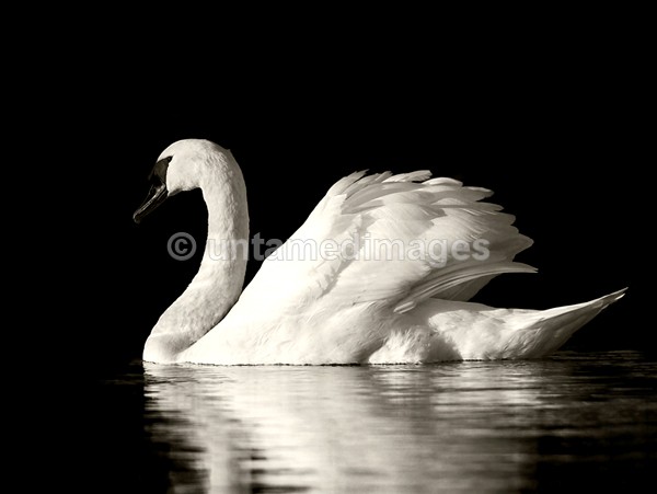 Mute swan - United Kingdom