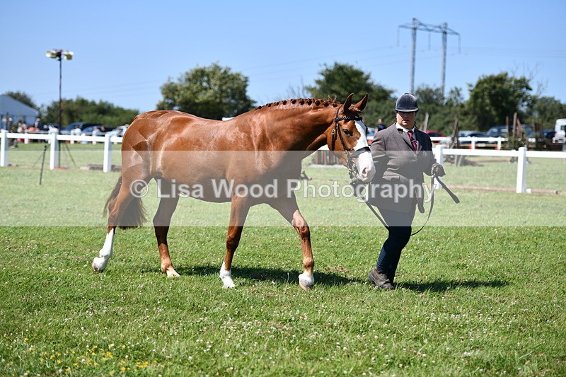 DSC_6812 - Class 57: Hunter/Riding Horse/Hack 1, 2 & 3 yr olds