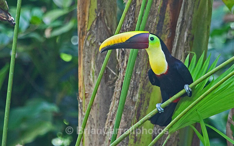 IMG_3905 Black Mandibled Toucan, Costa Rica - Costa Rican Wildlife