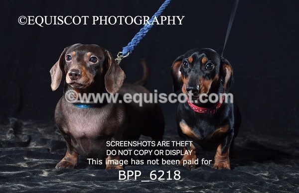 BPP_6218 - LESLEY GRANGER DOGS