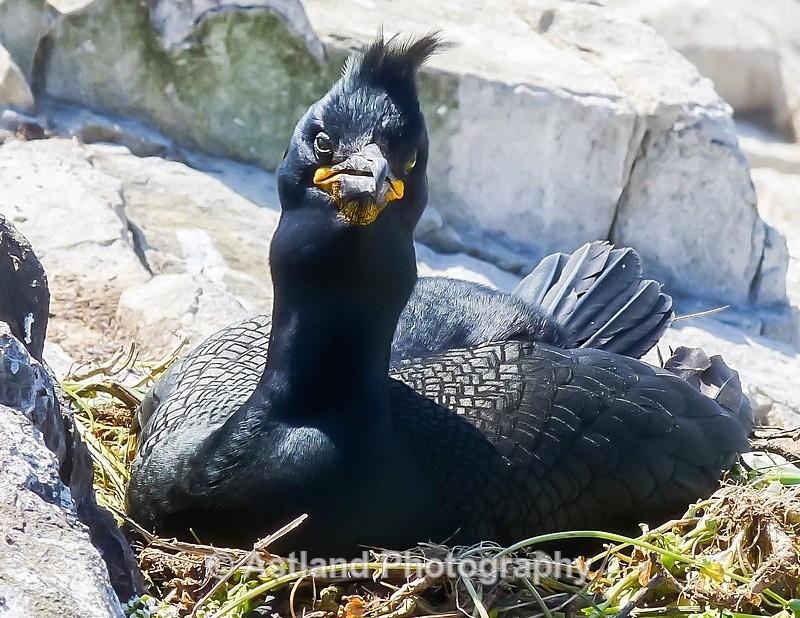 Astland Photography, Bird and Wildlife Images, Susan and Peter Wilson, U.K.