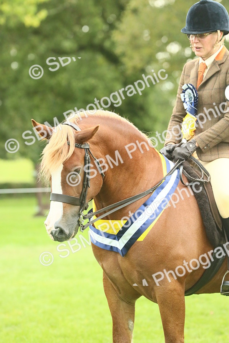 SBM_75211 - Super Supreme Championship