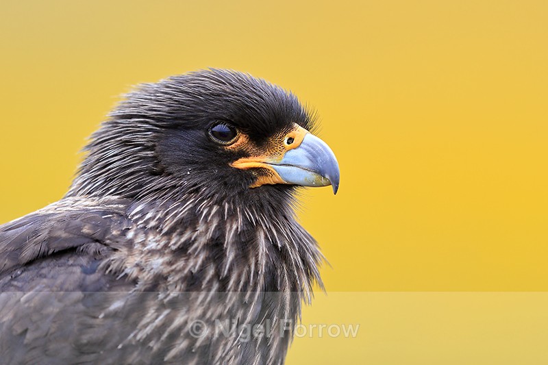 Striated Caracara head yellow background, Carcass Island, Falklands - Striated Caracara