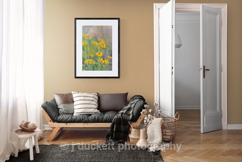  - Yellow Rudbeckia Dreams
