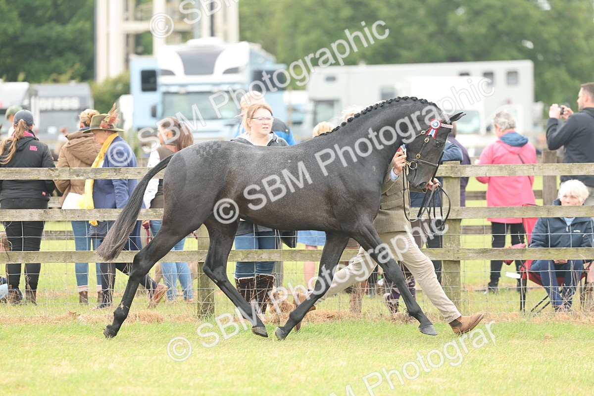 SBM_05470 - Class 68-73 - Riding Pony Breeding