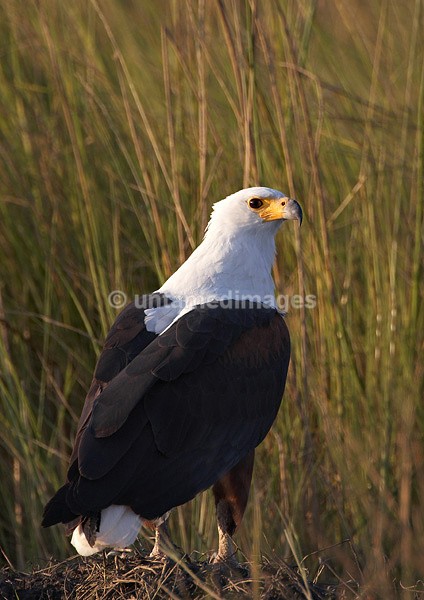 African Fish Eagle - Botswana