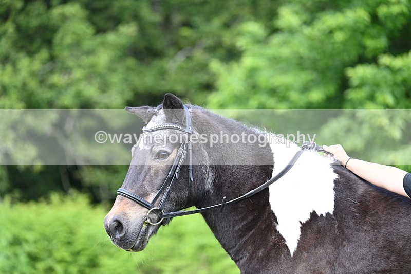 WJ7_1643 - Class 11 Condition & Turnout