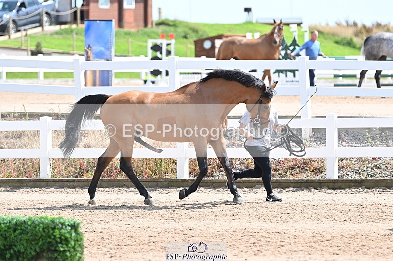 240717A-150311-02481 - Trot Up 3pm to 4pm