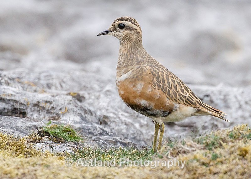 Astland Photography, Bird and Wildlife Images, Susan and Peter Wilson, U.K.