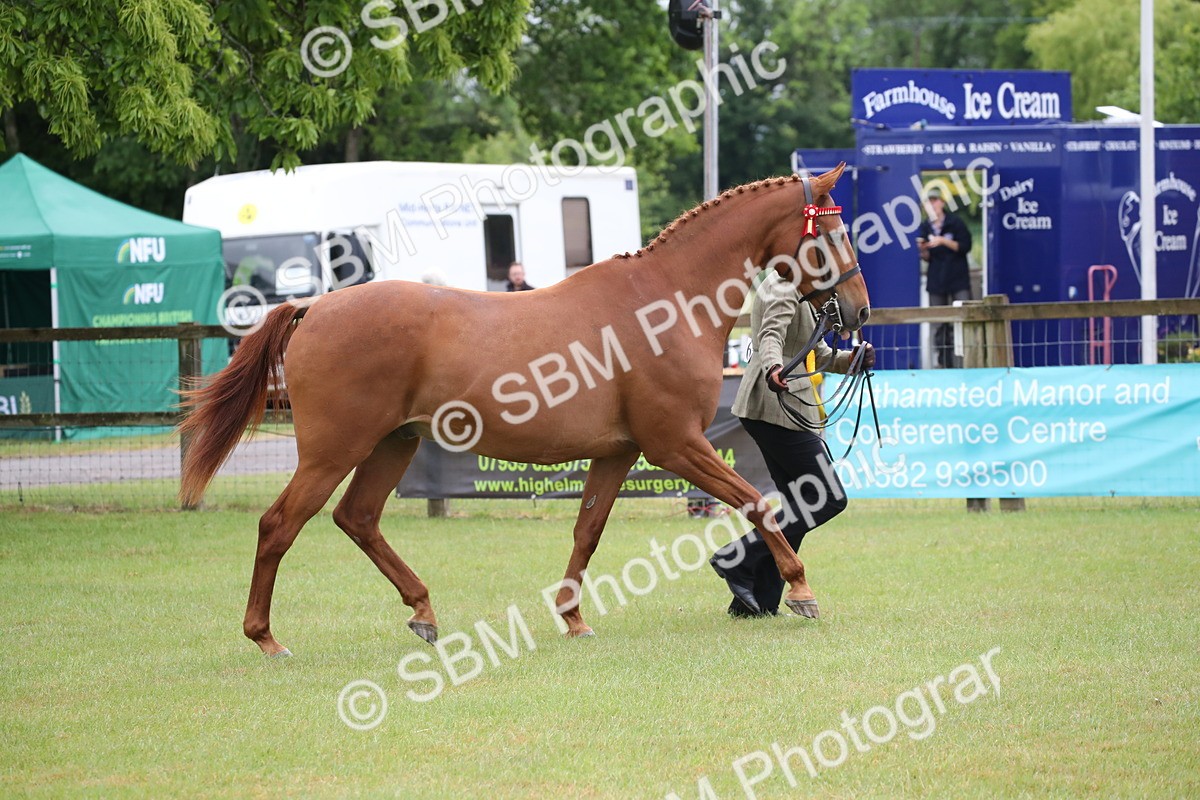 SBM_00194 - Class 17-20 - Arab & Part Bred - Anglo Arab In Hand