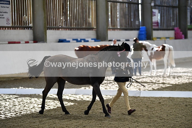 WJ5_3587 - Class 5 In Hand Veterans