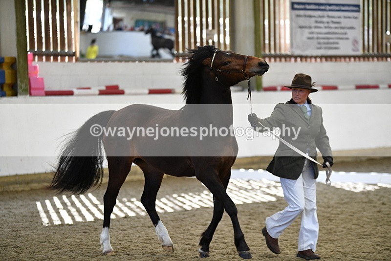 WJ5_4376 - Class 6 In hand M&M - Large Breeds